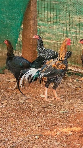 Peru Suresh Varma | My Peru breeding unit #trendingreels #viralreels #PeruvianBreeder #kodipandhaluuu🐓 #kodipandalu™🐓 | Instagram