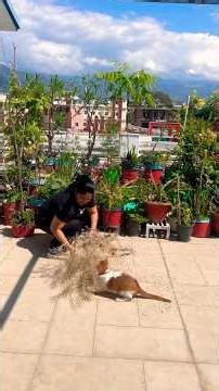 Today I am collecting seeds #garden #organic #farming #gardening #vegetables #plants #home