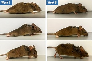 Paralysed mice walk again after two WEEKS of new therapy to repair spinal cord