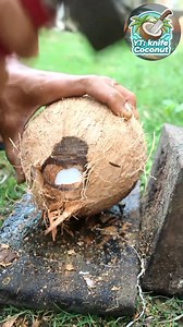 How to crack a ripe coconut from its shell #coconut #satisfying | Ndok Ita Ce'ekiber