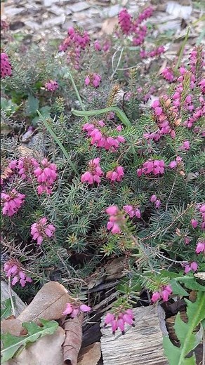 Bruyère carnée - Erica carnea Short