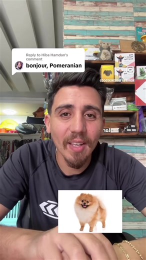 Everything You Need to Know Before Getting a Pomeranian