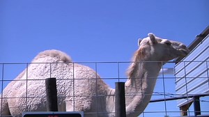 Woman bites camel that sat on her at Louisiana truck stop petting zoo
