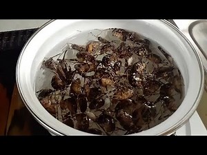 便所コオロギを素揚げにしてみた【カマドウマ】