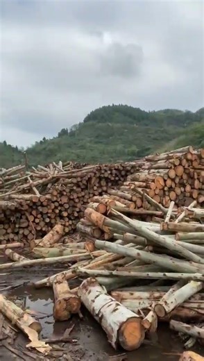 Gonna pop into a few timber yards and scope out the market|Solid Wood Custom Sydney。