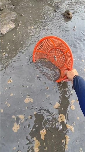 bắt cá đồng #fishing #batcadong #giảicứuđộngvật