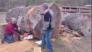 1.4K views · 24 reactions | Stihl ms 880 150cm vs big oak log | Machinery Technology | Facebook