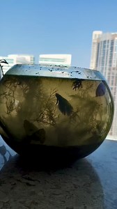 125K views · 457 reactions | 5.5 gal to 18 gal upgrade! we finally found a tank big enough to satisfy this clients dreams  (for now lol) this no filter bubble aquarium ecosystem will be housing a male betta (seen in the video) and a few more buddies we're keeping a surprise.. follow along to see the journey 﫡 video showing the set up process soon! what other freshwater creatures should we consider adding? drop any suggestions below! | Stellar Stock | Facebook