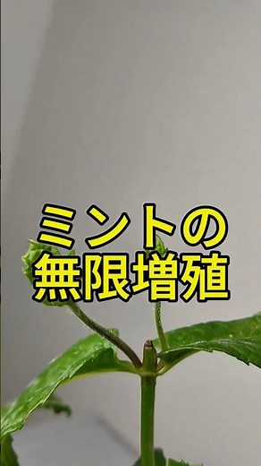 切れば切るほど増える！スペアミントの生命力が凄すぎた #水耕栽培 #家庭菜園 #スペアミント #ミント栽培 #ライフハック