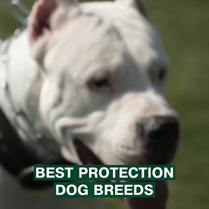 Top 10 Dogs for PERSONAL PROTECTION ‍了 | Animals Lovers | Facebook