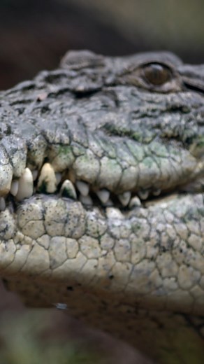 1.4M views · 22K reactions | The saltwater crocodile #animal #documentary #crocodiles | Exploring The World | Facebook