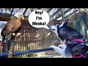 Meeka Talks To Other Animals! (SO CRAZY!)😱👀 Vlog!