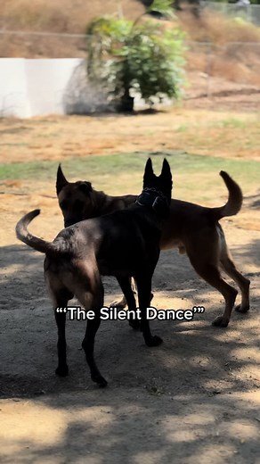 The Silent Dance: A Study in Canine Hierarchies In this fascinating display of canine social dynamics, we observe X and Max engaging in a ritualized conflict display. X, initially maintaining a neutral tail position with quick wags, moves around Max, who stands tall, chest up, and tail held high—a confident stance signaling his dominant intent. As the tension subtly builds, X attempts to hover his chin over Max’s shoulder, a classic move to assert subtle dominance without direct aggression. The 