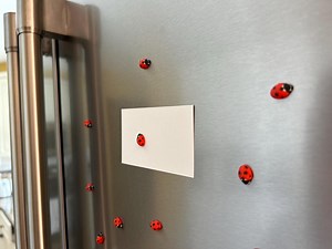 Ladybug Refrigerator Magnets | Cute Fridge Bug Decor | Ladybug Kitchen Gift | Garden Insect Magnet Set | Nature Lover Gift Idea - Etsy