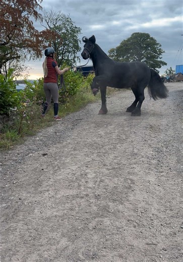 Investing in a £3000 Unbacked 4-Year-Old Pony