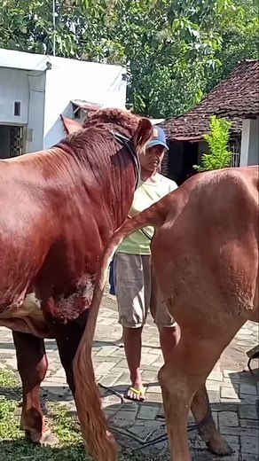 Effective Cow Breeding Practices at Our Farm