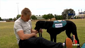 1.3K views | A defence veteran has spoken out about the positive benefits of owning an assistance dog to manage post traumatic stress. He wants others to know that the service is available as another option when medication doesn't work. 7NEWS at 6pm. #7NEWS | 7NEWS Central Queensland | Facebook