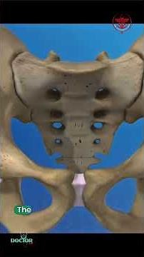 Anatomy of the Hip Joint
