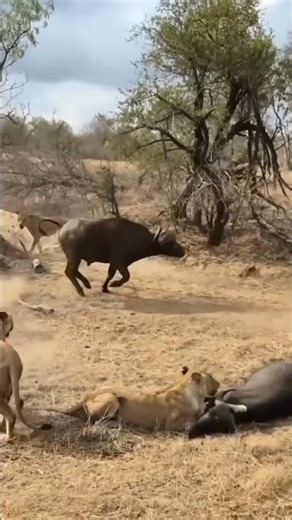 buffalo's revenge