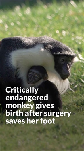 Critically endangered monkey gives birth after surgery saves her foot