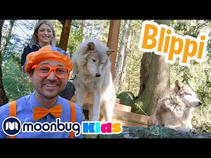Blippi Meets Wolves & Other Animals! Learn English with Blippi | बच्चों के गाने और कहानियां