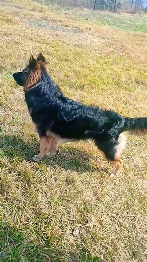 alpha 7 month old female german shepherd dog 🐕 #dog #germanshepherd #gsds #gsdlover #ytshorts