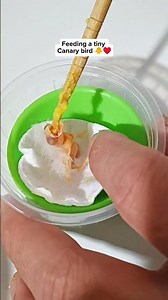 Feeding a tiny Canary bird 🐥♥️