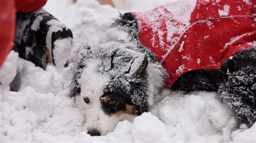 PETA honors Ocean Pines Fire Department for rescue of dog stuck on ice