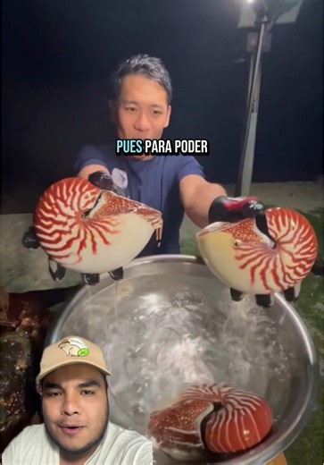 Los nautilos: secretos de un animal marino fascinante