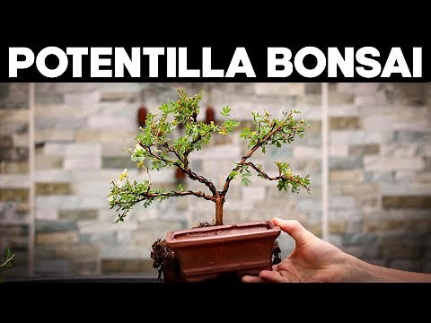 How to Make Bonsai from Potentilla🌼*EASY*