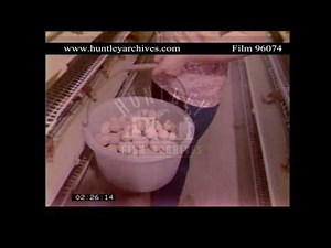 Battery Farmed Hens, 1980's. Archive film 96074