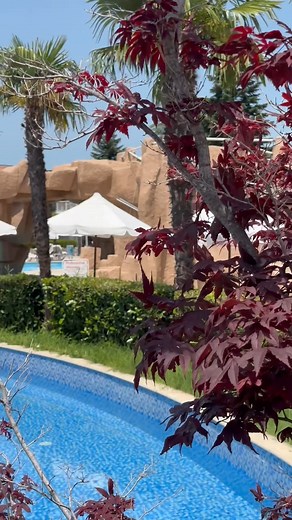 Summer at DIT Evrika Beach Club Hotel is all about golden sunshine, crystal-clear sea, ultimate comfort, and memories that last a lifetime. Your dream beach getaway starts here!🥰 👉Discover more on our website: https://hotel-evrika.com/ ─── Лятото в DIT Evrika Beach Club Hotel е слънце, кристално чисто море, пълен комфорт и спомени за цял живот. Твоето мечтано бягство на плажа започва тук!🥰 👉Разгледай повече на нашия сайт: https://hotel-evrika.com/ | DIT Evrika Beach Club Hotel