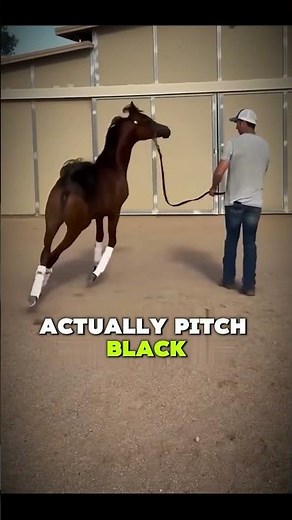 The Arabian Horse The Ancestor of Modern Horses!