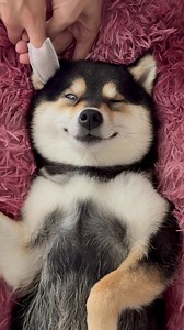 Follow the adorable moments of MANYU and BAI! Let’s dive into the delightful life of them—kindly hit FOLLOW and give us a LIKE! Thanks a lot! Check out the same products MANYU uses, now AVAILABLE on Manyuland via link in Bio! Stay Connected: Official Website & Shop: https://www.manyuland.com YouTube: https://www.youtube.com/@littlemanyu_ Instagram: https://Instagram.com/littlemanyu_ TikTok: https://www.tiktok.com/@littlemanyu X: https://x.com/littlemanyu #littlemanyu #是曼玉不是鳗鱼 #asmr #spa #puppy #