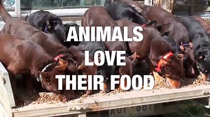 Animals Food. It's a beautiful combination! | storyful