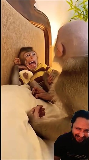 Funny Monkey Prank Gone Wrong 😂🐒 | Monkey Hair Pull Prank #Shorts