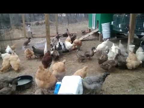 Chickens and Ducks Together!