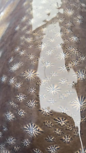 Is this the most beautiful fish on earth?❄️ #fishng #fishtok #2021 #nature #water #fyp #foryoupage #snowflake