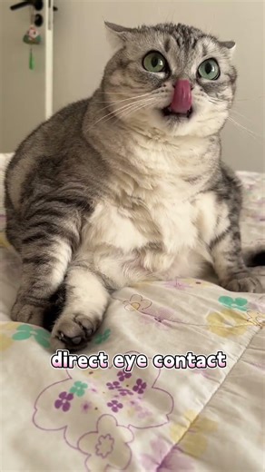 Have you ever wondered why your cat acts extremely scared after you get your hair done?#shorts #cat