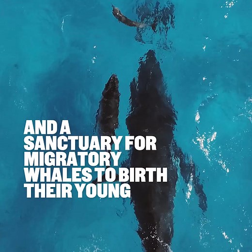 36K views · 1.5K reactions | Why is the Great Barrier Reef important?...