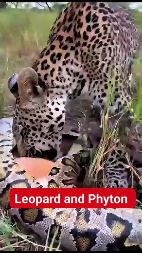 What Will the leopard discover inside the Phyton's Belly ? #videos_reels_shorts_viral | Mahmudin Mu