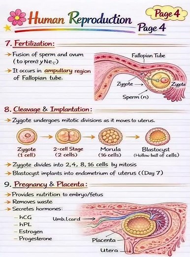 Human reproduction | class 12 biology