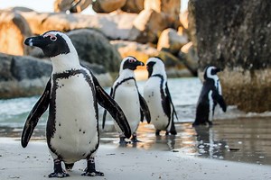 63 Endangered Penguins Killed By Swarm Of Bees In South Africa