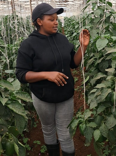 Capsicum Farming Insights in Kenya's Greenhouses