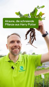 🧙‍♂️ Sie gilt als geheimnisvolle Pflanze mit schauriger Geschichte – bekannt aus alten Heilbüchern und sogar aus Harry Potter. Bei Terra Medica bauen wir die Alraune ganz real an – verantwortungsvoll und mit viel botanischem Know-how. 💬Übrigens: Geerntet werden bei uns nur die oberirdischen Pflanzenteile – die markante Wurzel bleibt im Boden. 💚 Folge uns für spannende Einblicke in die Welt der Arzneipflanzen! #DHU #Karlsruhe #TerraMedica #HarryPotter #Alraune | Deutsche Homöopathie-Union