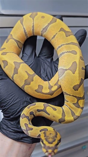 Super Enchi Nr Mandarin Hypo poss. Orange Dream ball python