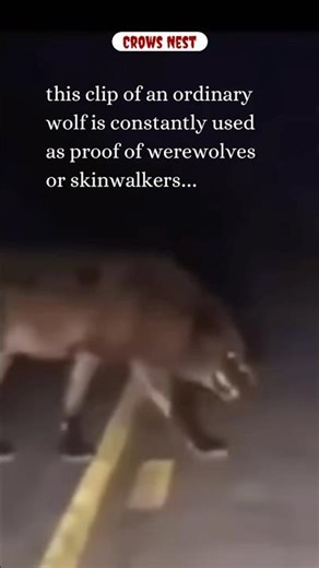 Is this just an ordinary Wolf, or something else entirely? #cryptids