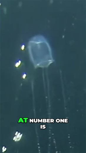 King Cobra vs. Irukandji Jellyfish: Size and Danger