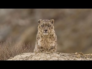 Snow Leopard in 4K – Nature’s Rarest Predator in Ultra HD
