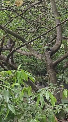 Observing Monkeys, Bali Forest, INTRO Travel from Elaine M. 🐒